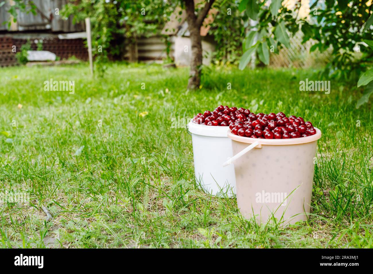 Seaux de cerises fraîchement cueillies dans un jardin rural Banque D'Images