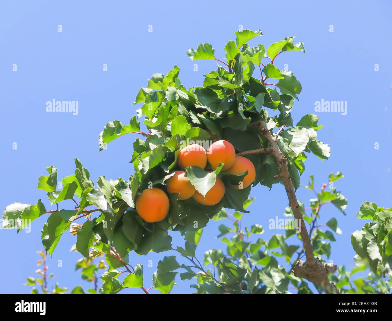 Abricots de Blenheim - prêts pour la récolte Banque D'Images