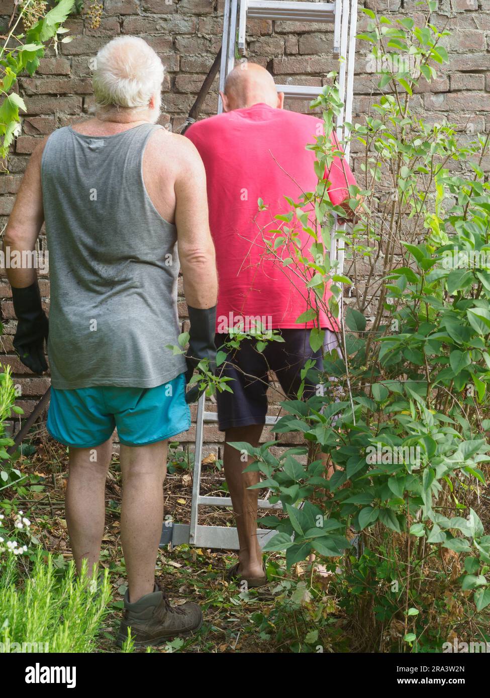 hommes caucasiens âgés élaguer les vignes et tailler la lierre, les plantes, les branches et les mauvaises herbes sur un mur de jardin en été. Nettoyage du jardin. Banque D'Images