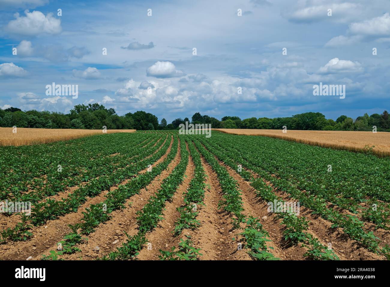 Décaper la culture à l'aide de pommes de terre et d'orge. C'est un type d'agriculture avec un champ cultivé divisé en longues bandes et alternées dans les cultures Banque D'Images