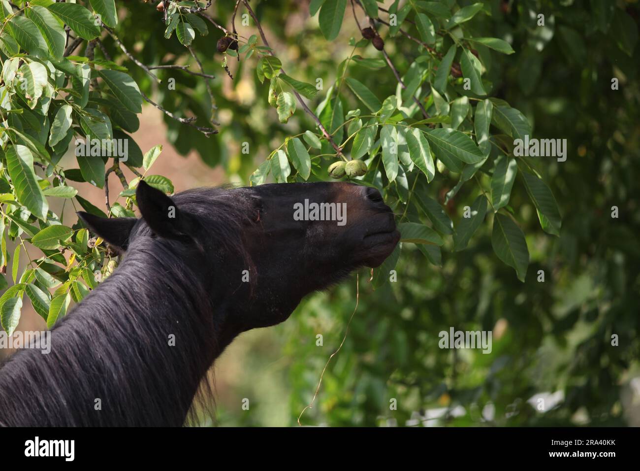 Cheval mange des feuilles d'un noyer. cheval affamé s'étire jusqu'à atteindre quelques feuilles vertes sur l'arbre. Banque D'Images