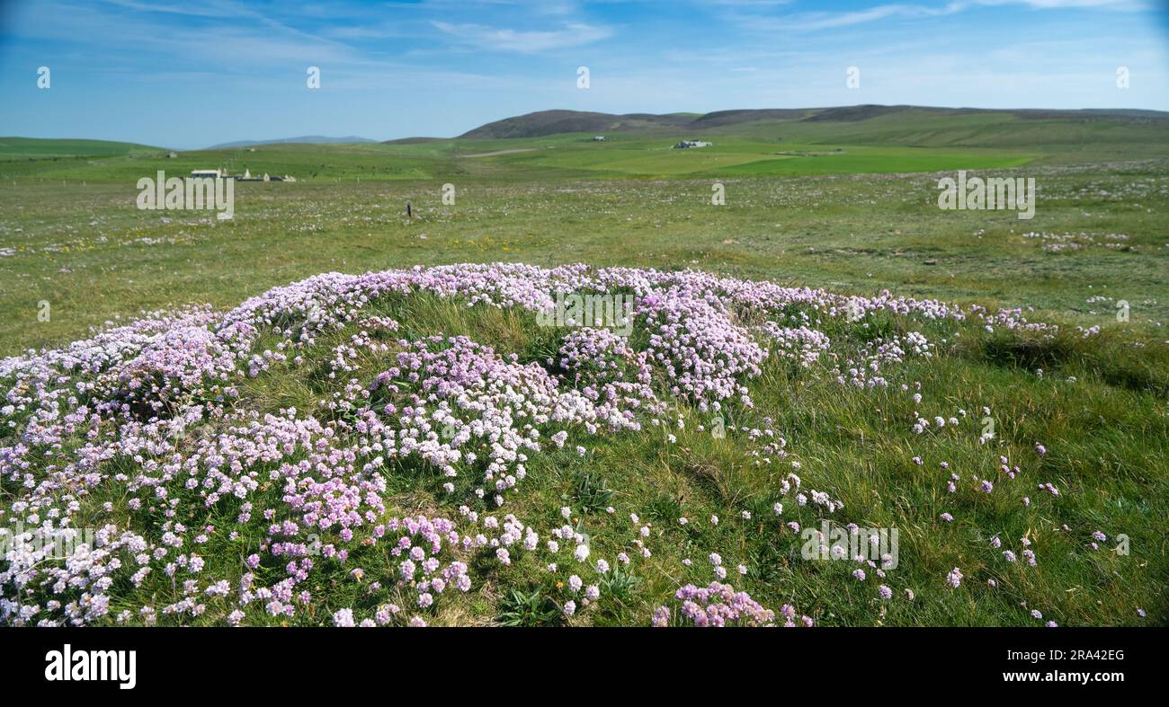 Thrift, Armeria maritima, fleurit sur la côte d'Orcades, regardant les terres vers les terres agricoles. Orkney, Royaume-Uni. Banque D'Images