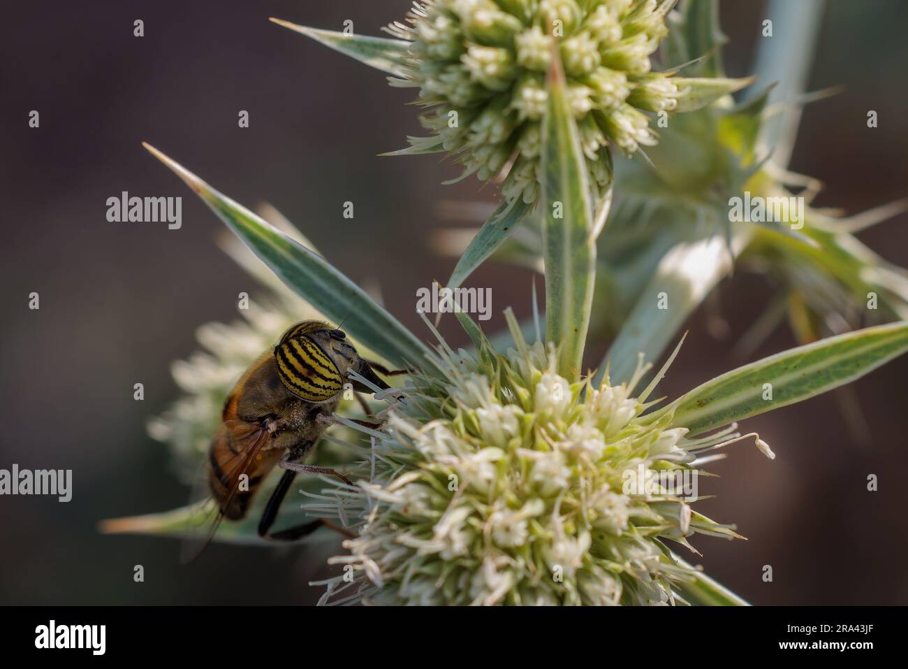 Eristalinus taeniops est une espèce d'aéroglisseur. Banque D'Images