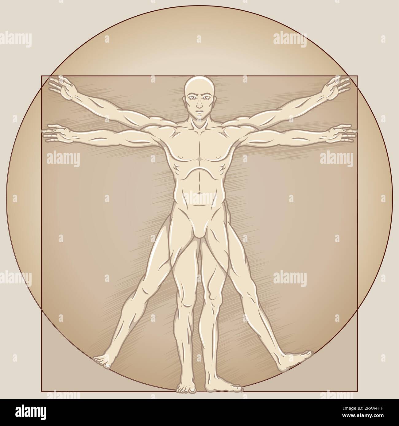 Dessin vectoriel de style caricature homme de Vitruvian, Etude des proportions idéales du corps humain, canon de proportions humaines Illustration de Vecteur