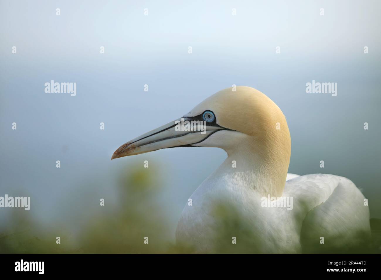 Belle lumière du matin. Manne du nord, portrait en tête détaillé d'oiseau de mer assis sur le nid, avec eau de mer bleu foncé dans le. Banque D'Images