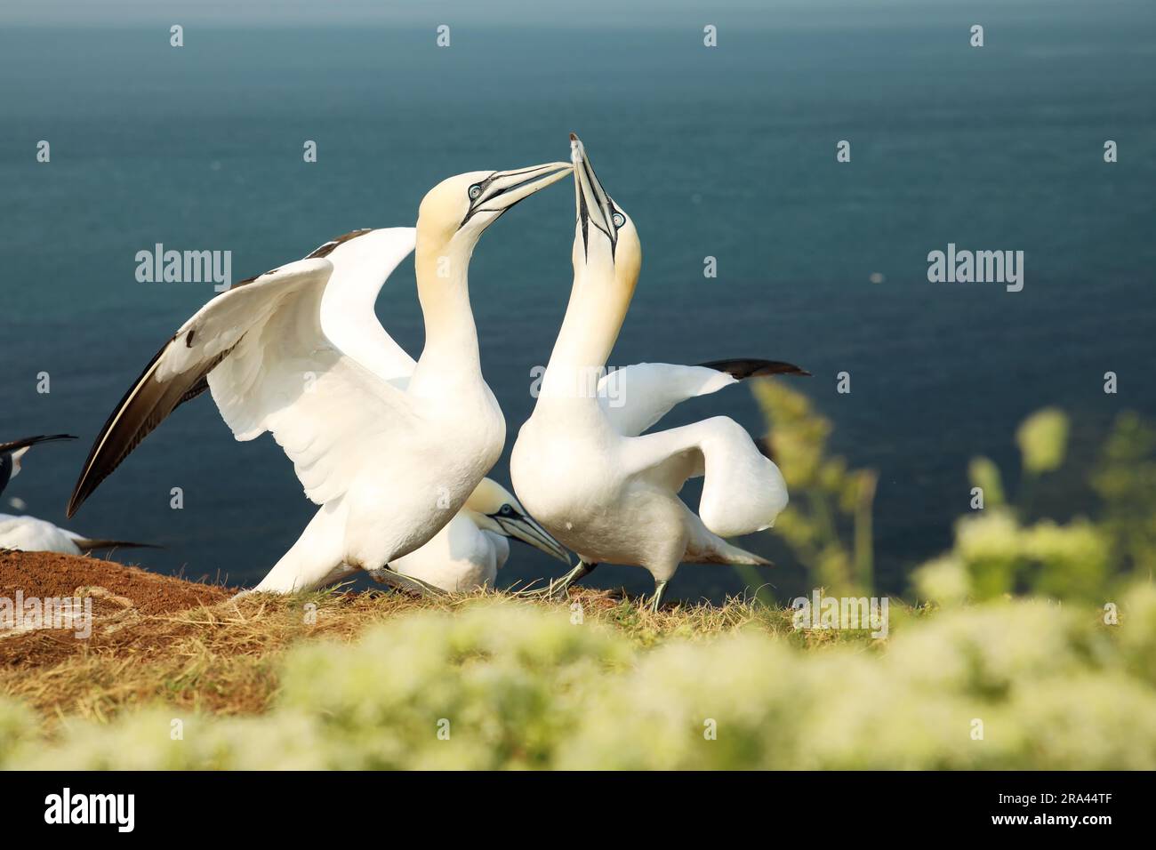 Les gannet font une danse de Gannet lorsque leur compagnon retourne de la mer. Morus bassanus Banque D'Images