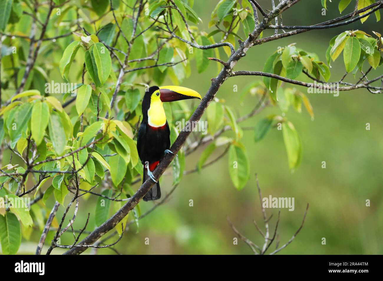 Toucan à gorge jaune dans la nature du Costa Rica. Toucan de châtaignier et de mandibule assis sur la branche dans la forêt tropicale. Oiseau dans l'habitat de la nature Banque D'Images
