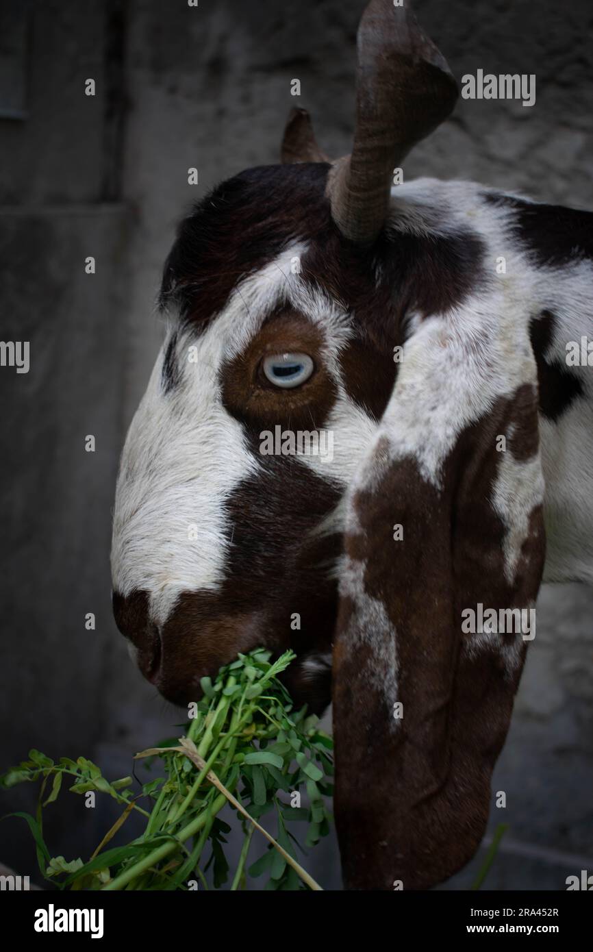Un portrait d'angle latéral d'une belle chèvre mâle avec des cornes et avec la fourrure blanche avec des taches brunes, des taches sur elle, manger l'herbe verte luxuriante dehors. Banque D'Images