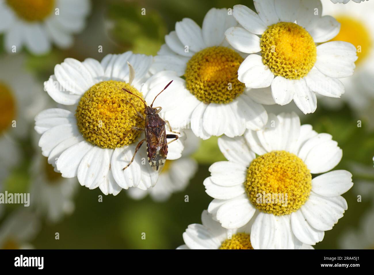 Bug Stiptopleurus abutilon. Tribu Rhopalini. Sous-famille Rhopalinae. Famille des mugs végétaux sans centre (Rhopalidae). Fuwer de l'éversome Tanacetum parthenium Banque D'Images