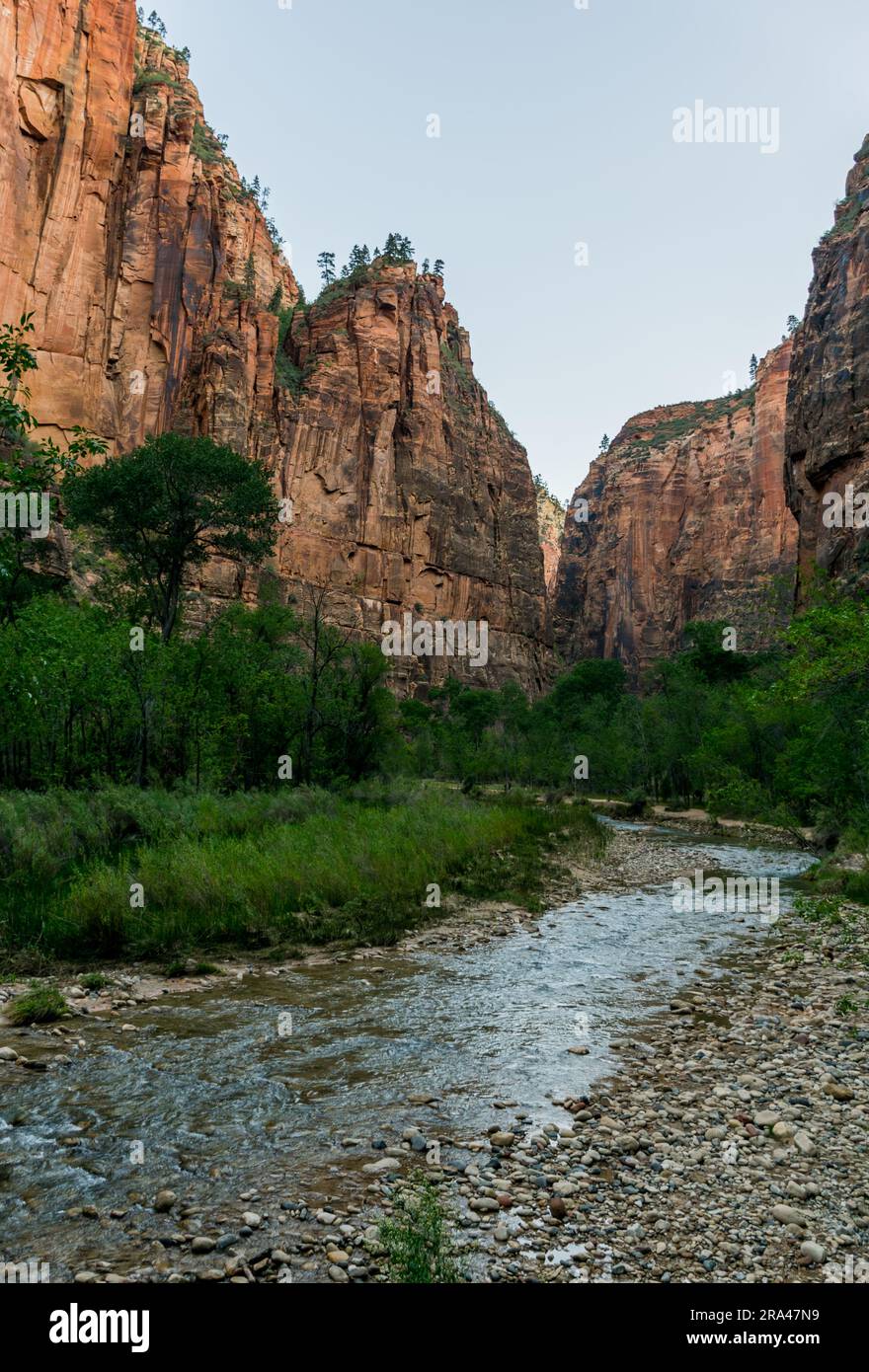 Randonnée dans les Narrows dans la rivière Virgin dans le parc national de Zion Banque D'Images