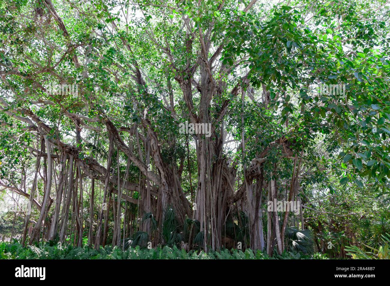 Vieux arbres Banyan poussant à Sarasota, Floride, États-Unis. Banque D'Images