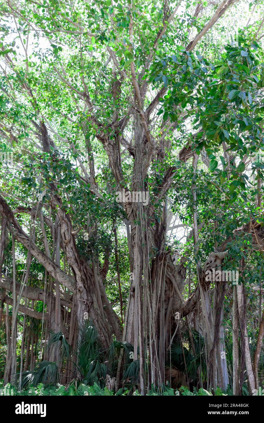 Vieux arbres Banyan poussant à Sarasota, Floride, États-Unis. Banque D'Images