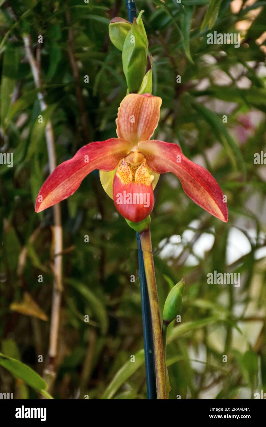 Gros plan d'une fleur d'orchidée rouge jaunâtre Banque D'Images