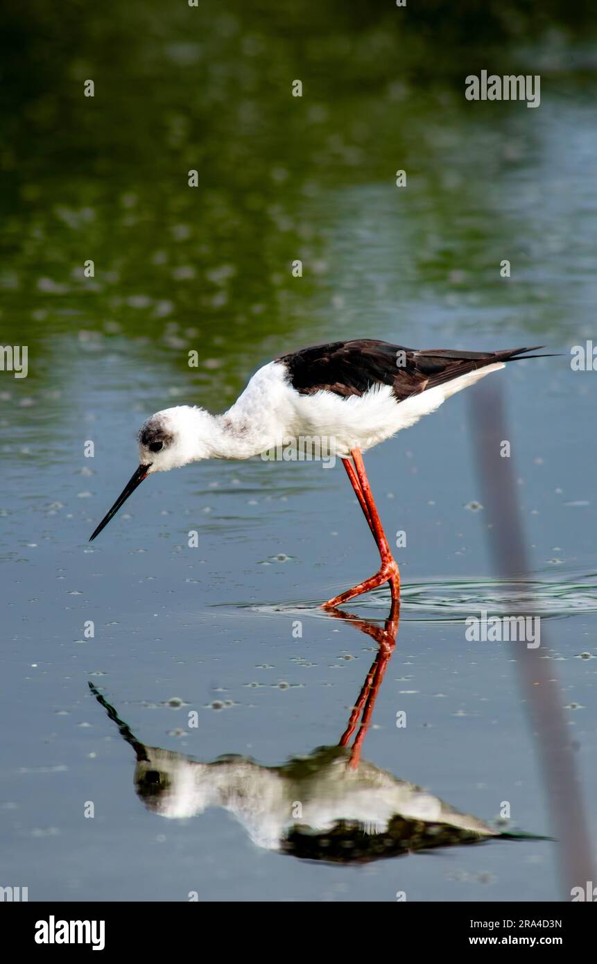 Pilotis pied, pilotis à tête blanche, Himantopus leucocephalus, Hasties Swamp Australia Banque D'Images