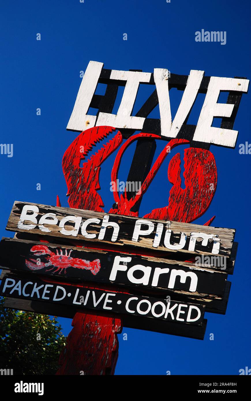 Un panneau en bois abîmé annonce le homard frais à Ogunquit, Maine Banque D'Images