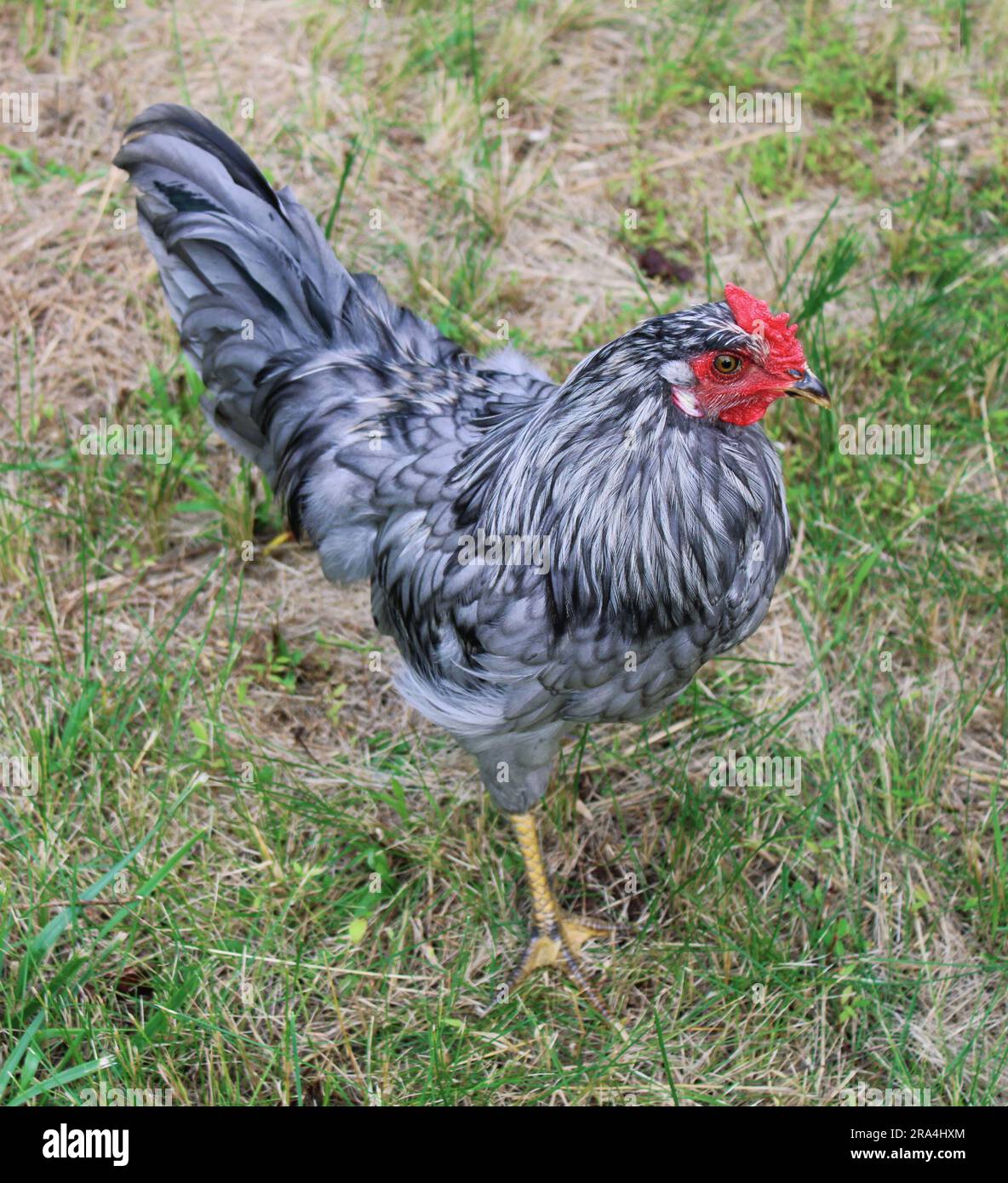 Un coq blanc de douze semaines Banque D'Images