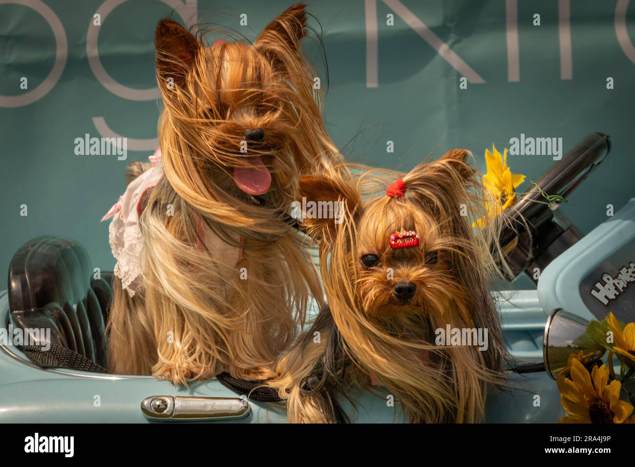 Des terriers soyeux assis dans une voiture jouet un jour ensoleillé Banque D'Images