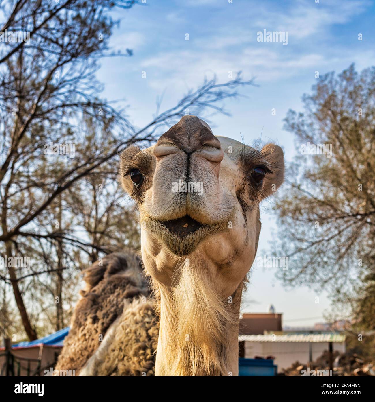 Camel face - gros plans Banque D'Images