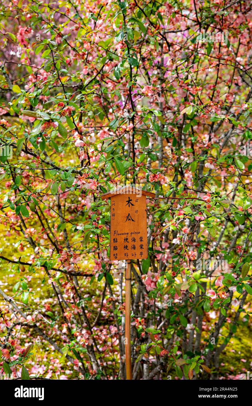 Coing fleuri, printemps 2023, jardins de temple Tenryu-ji, Kyoto, Japon, Asie Banque D'Images