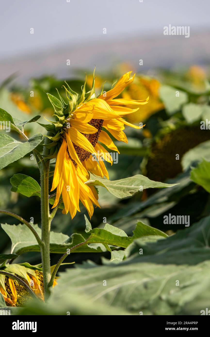 Tête de tournesol à fleurs poussant dans un champ. gros plan. Mise au point sélective. Israël Banque D'Images