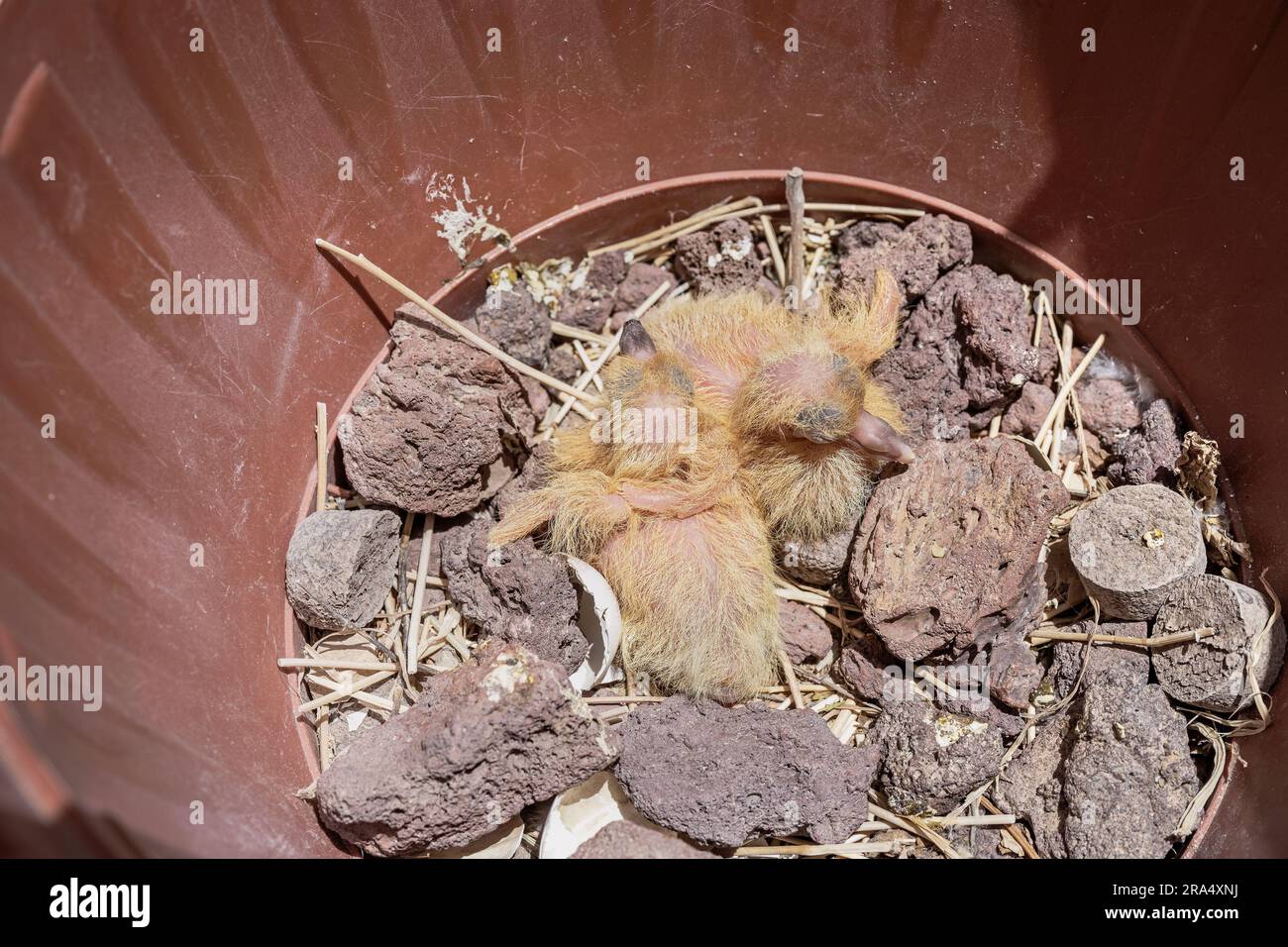 deux alevins de pigeon se rassemblent dans un nid au fond d'un pot de plantes entouré de galets de lave Banque D'Images