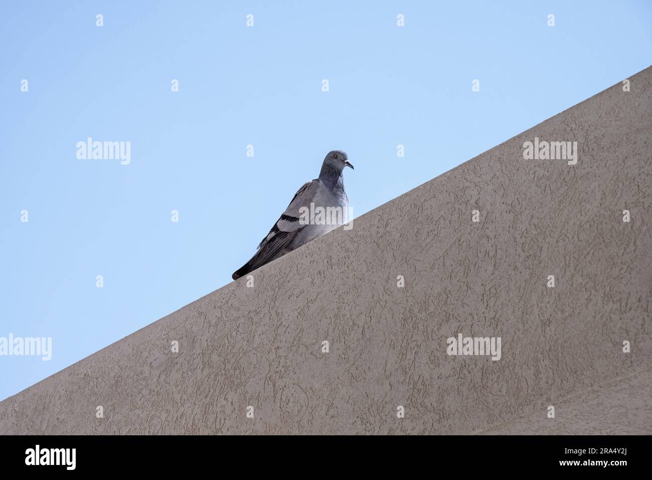 une seule femelle de pigeon de roche commune perchée sur une poutre de béton en stuc avec un ciel bleu clair en arrière-plan Banque D'Images une seule femelle de pigeon de roche commune perchée sur une poutre de béton en stuc avec un ciel bleu clair en arrière-plan Banque D'Images