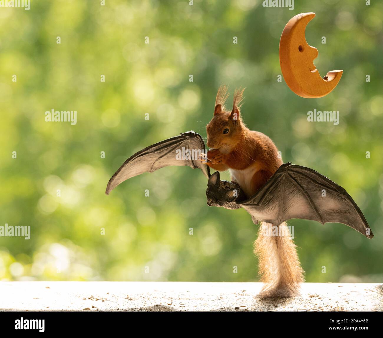 Écureuil rouge assis sur une chauve-souris Photo Stock - Alamy