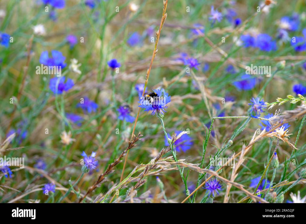 Bourdon avec grand panier de pollen visible sur une fleur de maïs dans un champ d'orge en été. Banque D'Images