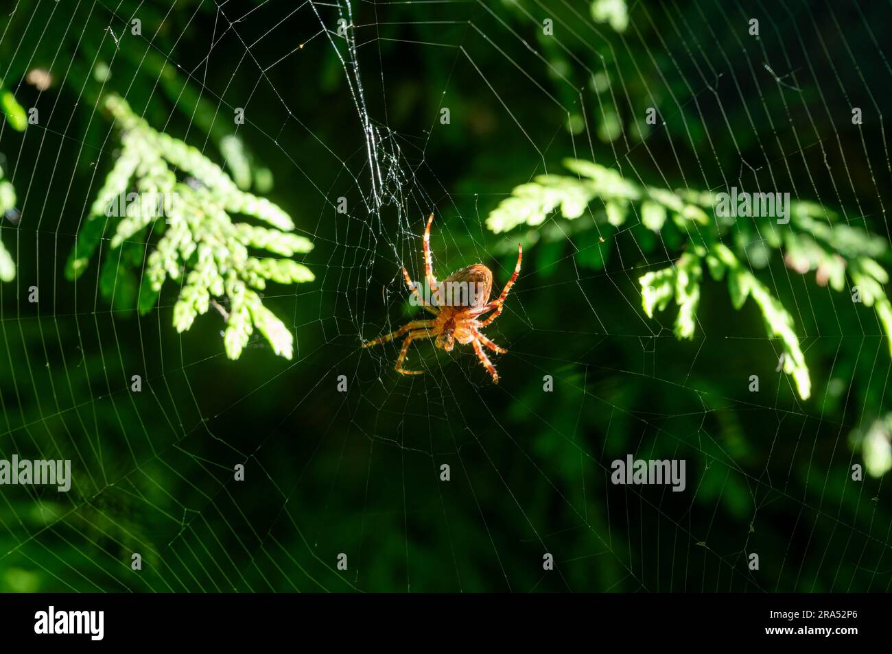 Araignée de jardin européenne dans son orbe avec les glandes spinneret clairement visibles Banque D'Images