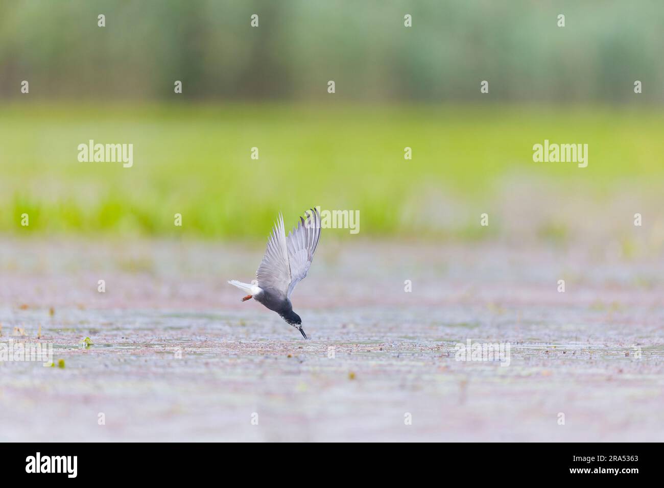 Black tern Chlidonias niger, plumage d'été adulte volant, plongeant vers le bas pour attraper des proies de l'eau, Delta du Danube, Roumanie, juin Banque D'Images