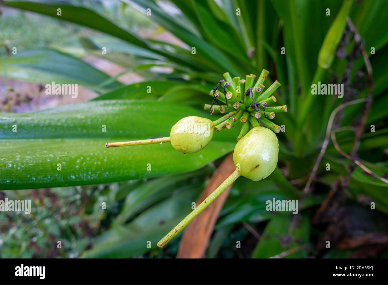 Graines, feuilles et fruits de Tacca leontopetaloides (plante de Bat blanc). Banque D'Images