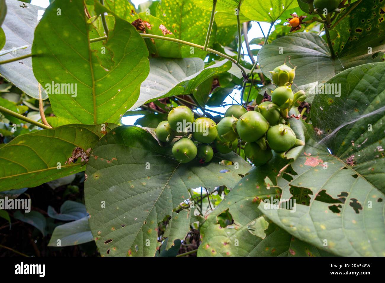 Gros plan de Sonneratia caseolaris, communément appelé pomme de mangrove. Fleurs, feuilles et fruits. Banque D'Images