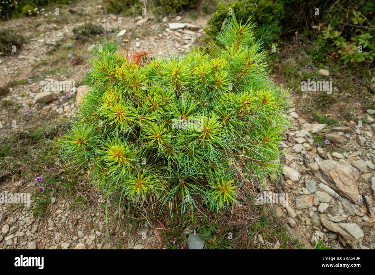 Cathaya, un genre de la famille des pins, Pinaceae, avec une espèce vivante connue, Cathaya argyrophylla. Région himalayenne d'Uttarakhand. Banque D'Images