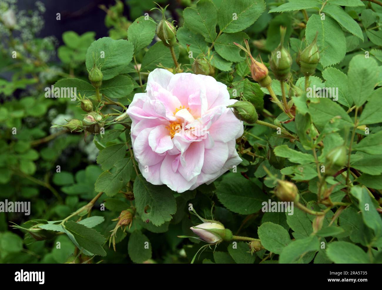 Rose Mustiala rose, Rosa alba Minette. Rose commune en Finlande et en Suède. Banque D'Images