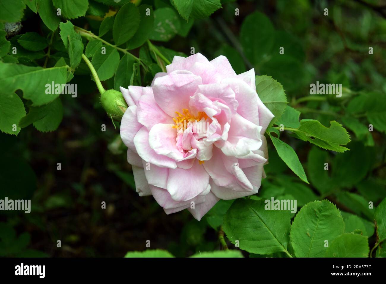 Rose Mustiala rose, Rosa alba Minette. Rose commune en Finlande et en Suède. Banque D'Images