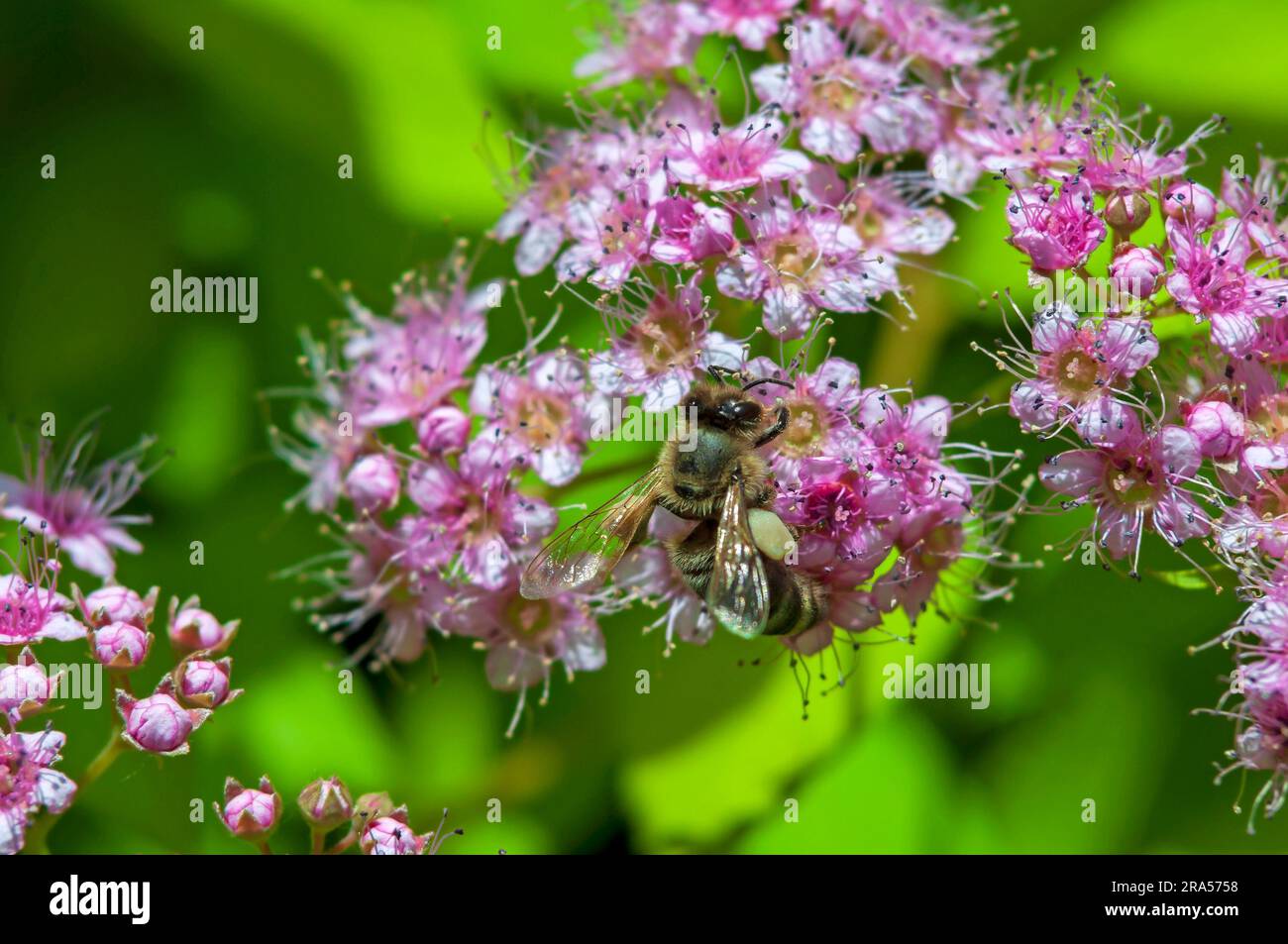 Une abeille avec du pollen sur ses pattes est assise de fleurs de spirée roses, de mise au point sélective et d'un fond vert flou Banque D'Images
