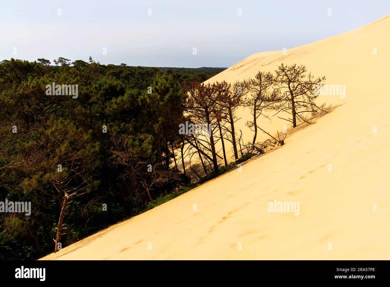 Dune du Pilat (Dune du Pilat), France. La Grande dune du Pilat est la plus haute dune de sable d'Europe. Il est situé à la teste-de-Buch dans l'Arcachon Banque D'Images