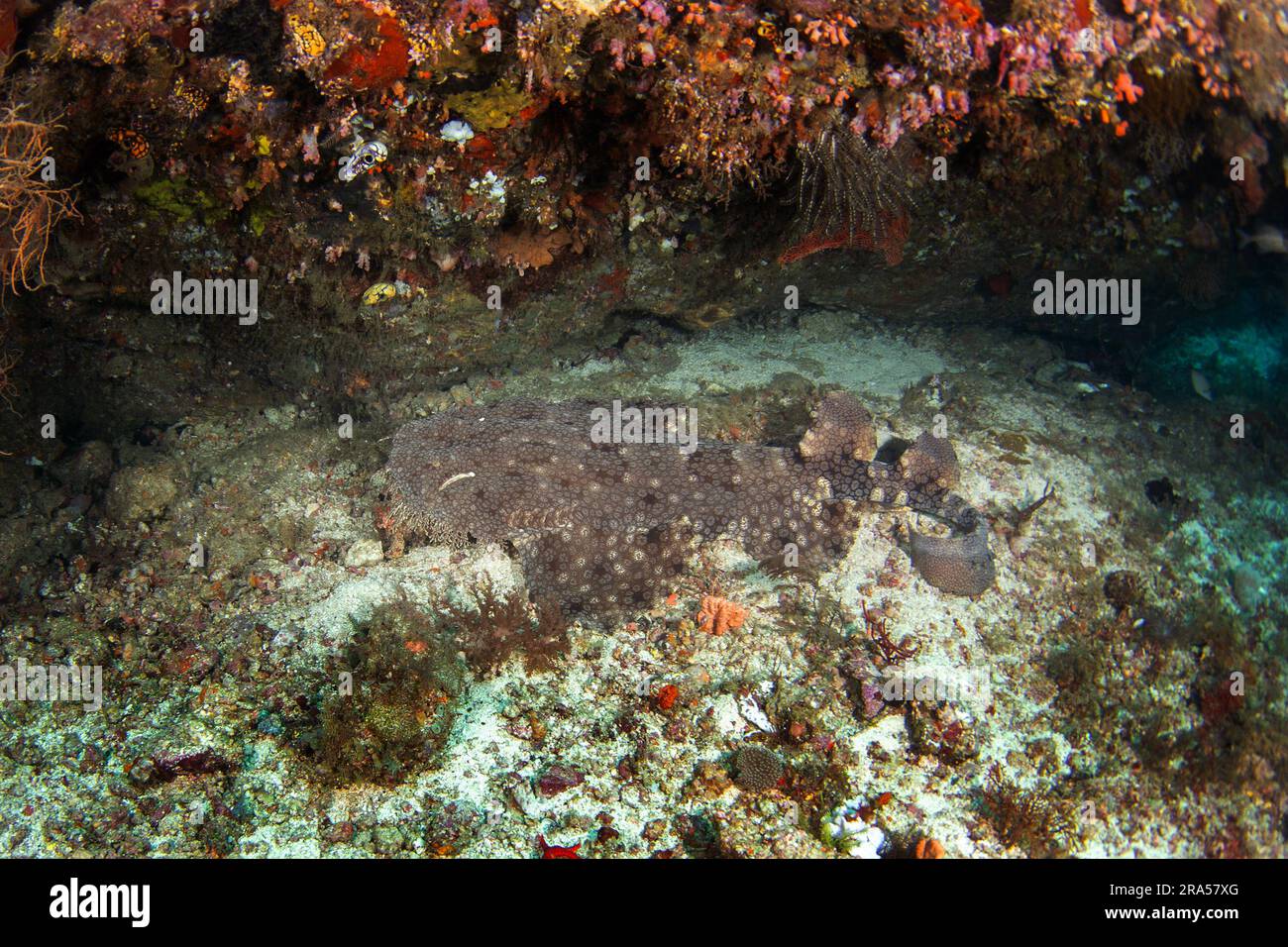 Le wobbegong tasselé est laing sur le fond pendant la plongée. Eucrossorhinus dasypogon dans Raja Ampat. Grand requin caché parmi le corail. Wobbegong indonésien Banque D'Images Le wobbegong tasselé est laing sur le fond pendant la plongée. Eucrossorhinus dasypogon dans Raja Ampat. Grand requin caché parmi le corail. Wobbegong indonésien Banque D'Images