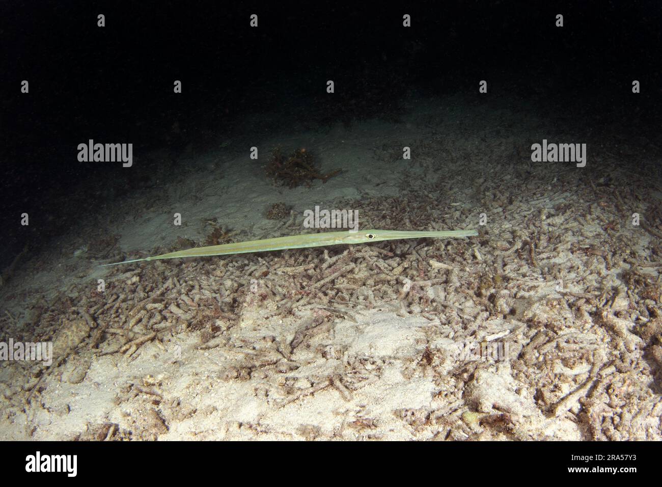 Poisson-cornet bluespotted pendant la plongée de nuit sur Raja Ampat. Le cornetfish lisse nage près du fond de la mer. Flutemouth lisse à la recherche de nourriture. Long et s Banque D'Images Poisson-cornet bluespotted pendant la plongée de nuit sur Raja Ampat. Le cornetfish lisse nage près du fond de la mer. Flutemouth lisse à la recherche de nourriture. Long et s Banque D'Images