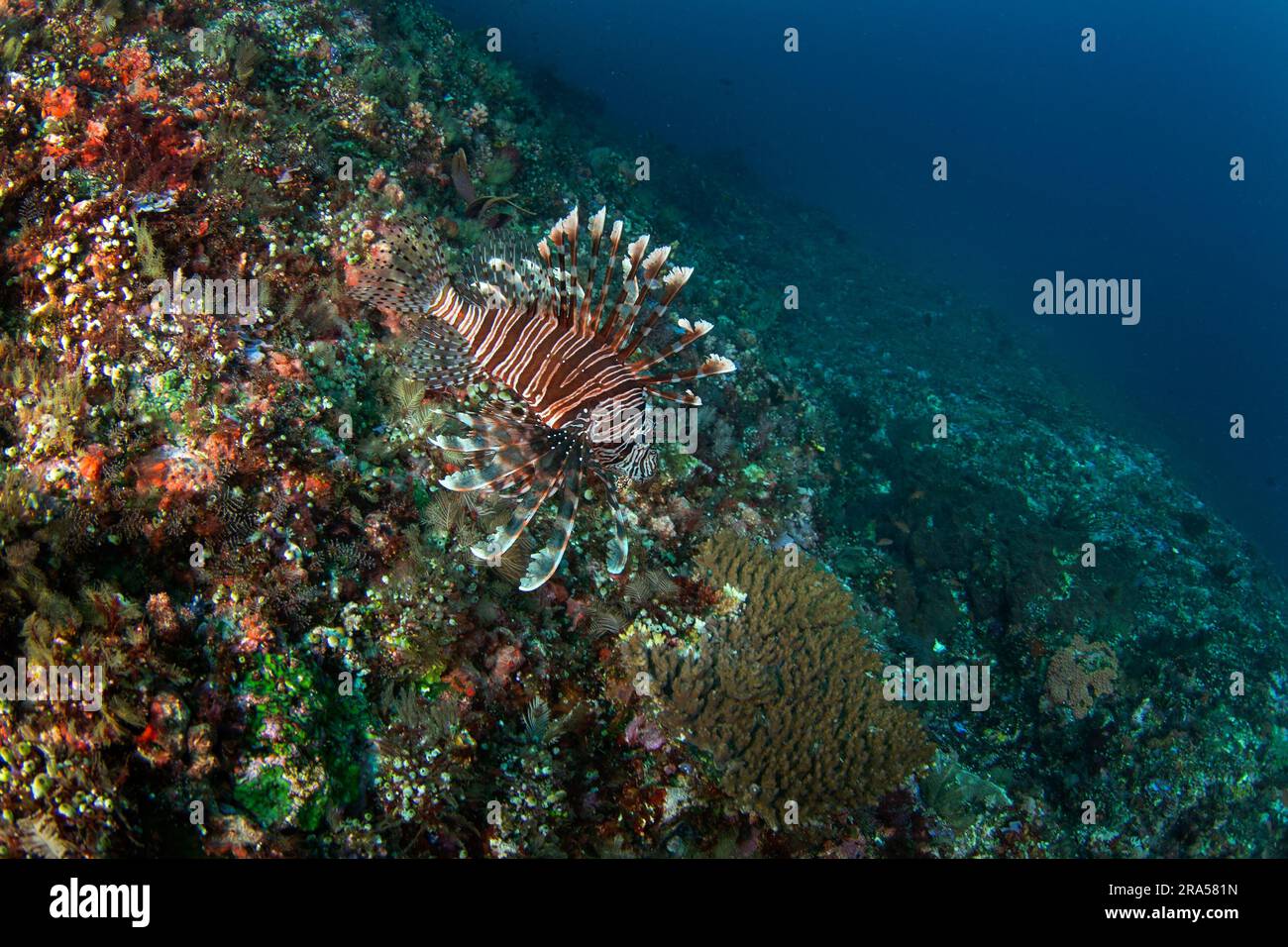 Poisson-lion rouge pendant la plongée à Raja Ampat. Longspine Lionfish chasse sur le récif. Poisson-lion sur le fond. Poisson rouge toxique avec des rayures blanches et l Banque D'Images Poisson-lion rouge pendant la plongée à Raja Ampat. Longspine Lionfish chasse sur le récif. Poisson-lion sur le fond. Poisson rouge toxique avec des rayures blanches et l Banque D'Images