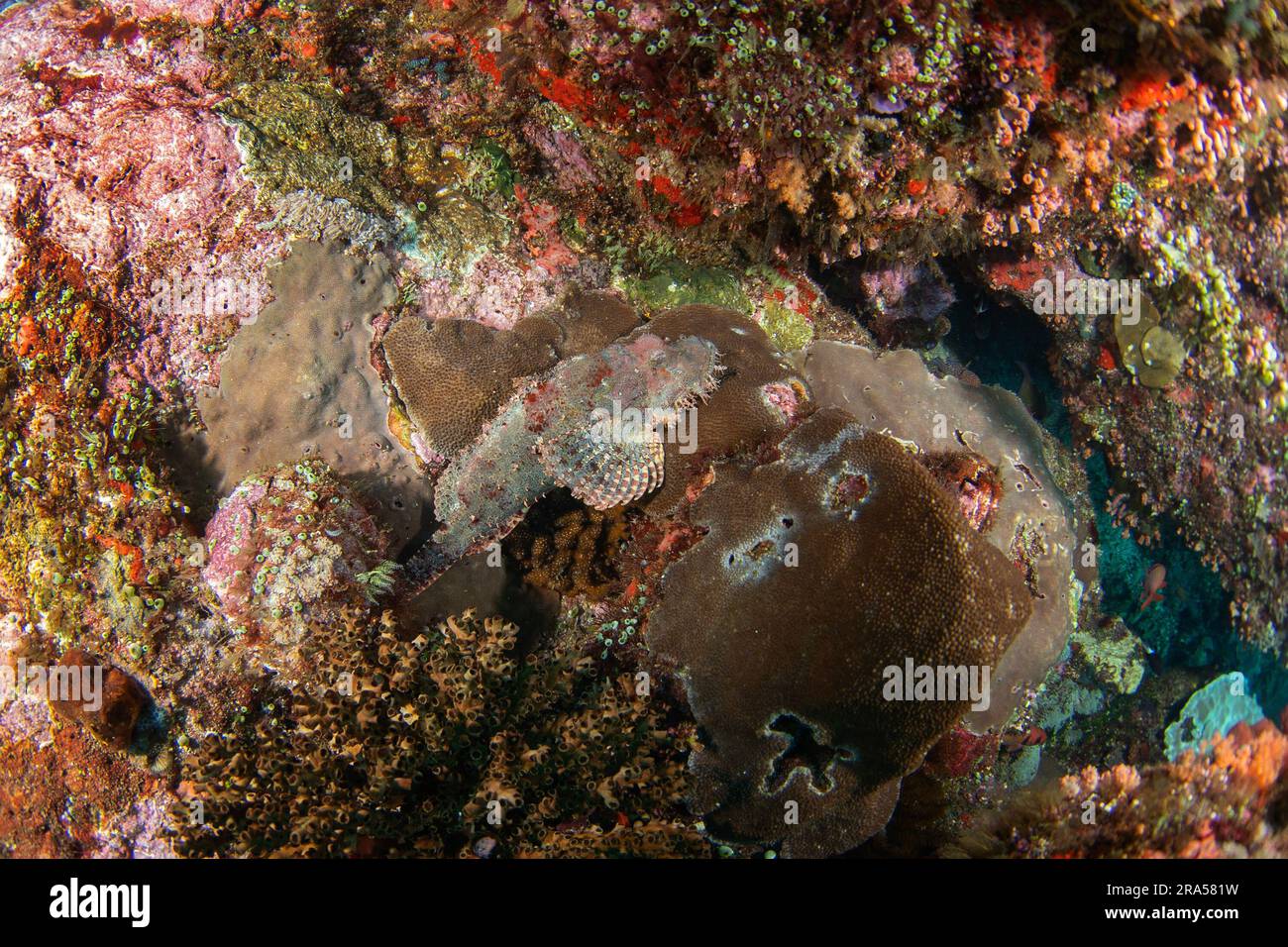 Scorpaenopsis barbata pendant la plongée dans Raja Ampat. Poisson-scorpion barbu sur le fond de la mer en Indonésie. Vie marine. Banque D'Images Scorpaenopsis barbata pendant la plongée dans Raja Ampat. Poisson-scorpion barbu sur le fond de la mer en Indonésie. Vie marine. Banque D'Images