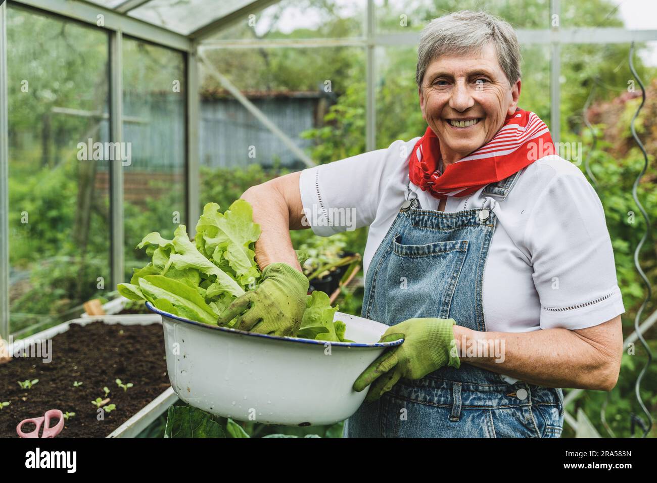 En serre, une femme âgée en chemise verte et en jeans tient un bol de laitue fraîche. La lumière du soleil met en lumière son expression de contenu a Banque D'Images