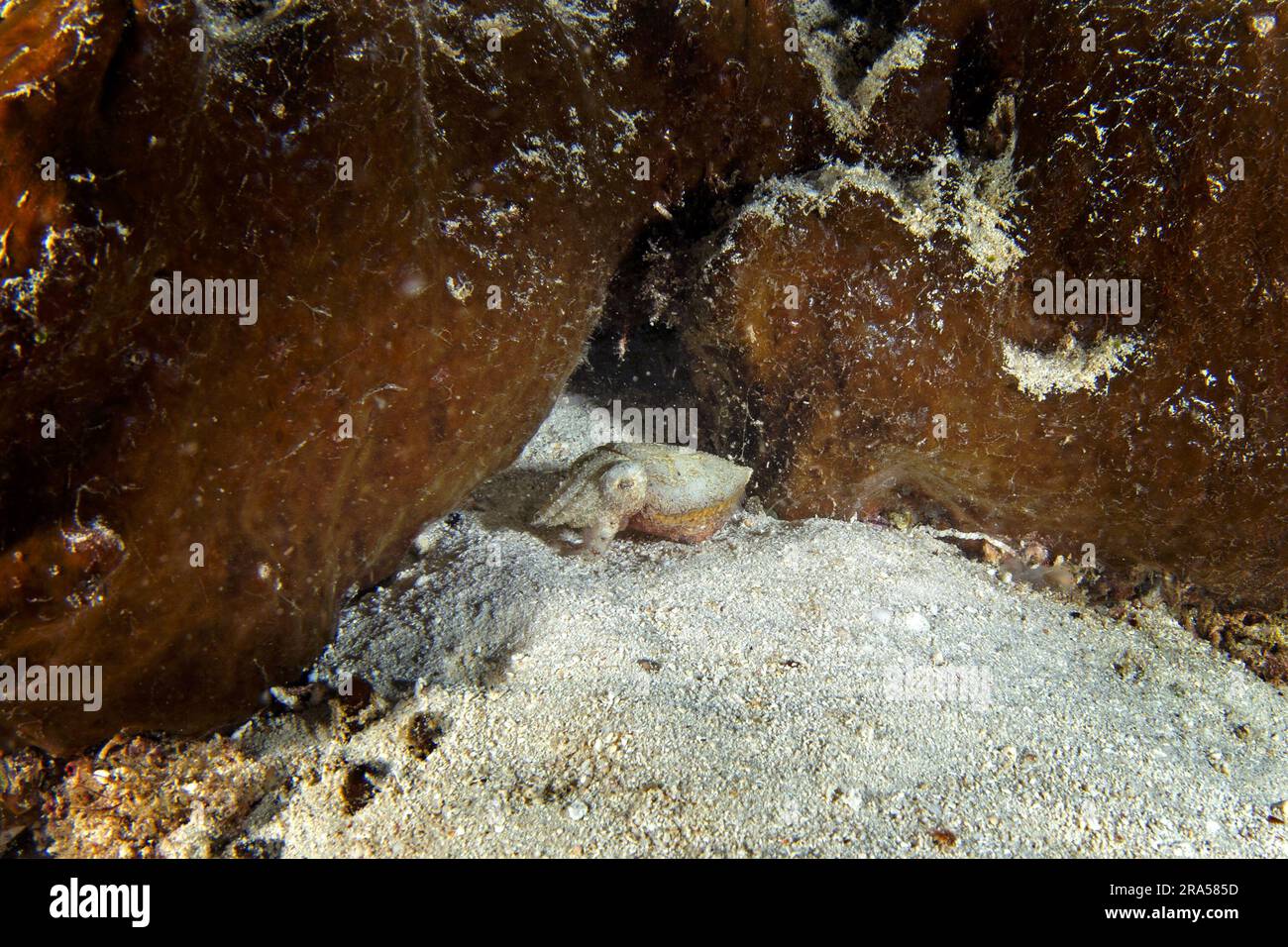 La sépia bandiensis se cache pendant la plongée de nuit. Seiches naines au milieu du corail. Seiche à la seiche au Raja Ampat. Banque D'Images