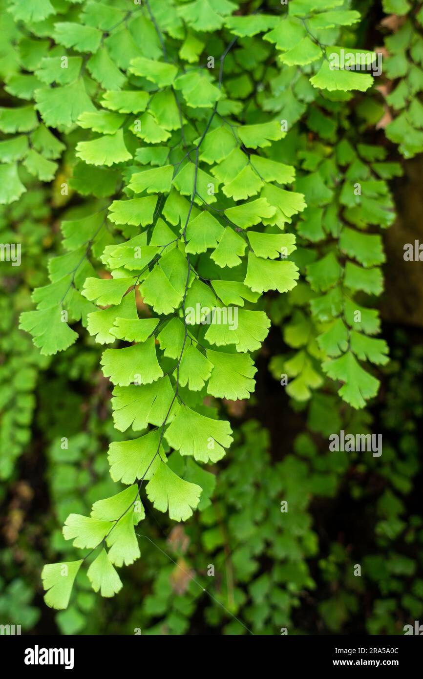 Gros plan sur Adiantum capillus-veneris, une espèce de fougères du genre Adiantum. Uttarakhand Inde Banque D'Images