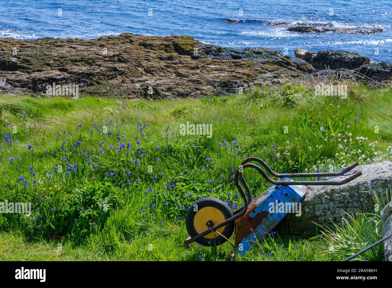 Vieille brouette renversée rouillée bleue avec de la peinture pelable appuyée contre un grand rocher dans un champ herbeux avec des fleurs sauvages, à côté du rivage rocheux. Banque D'Images