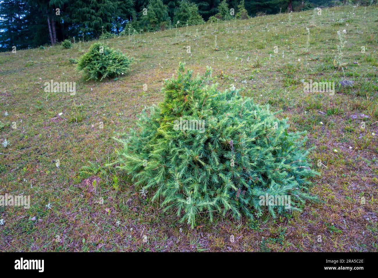 Cathaya, un genre de la famille des pins, Pinaceae, avec une espèce vivante connue, Cathaya argyrophylla. Région himalayenne d'Uttarakhand. Banque D'Images