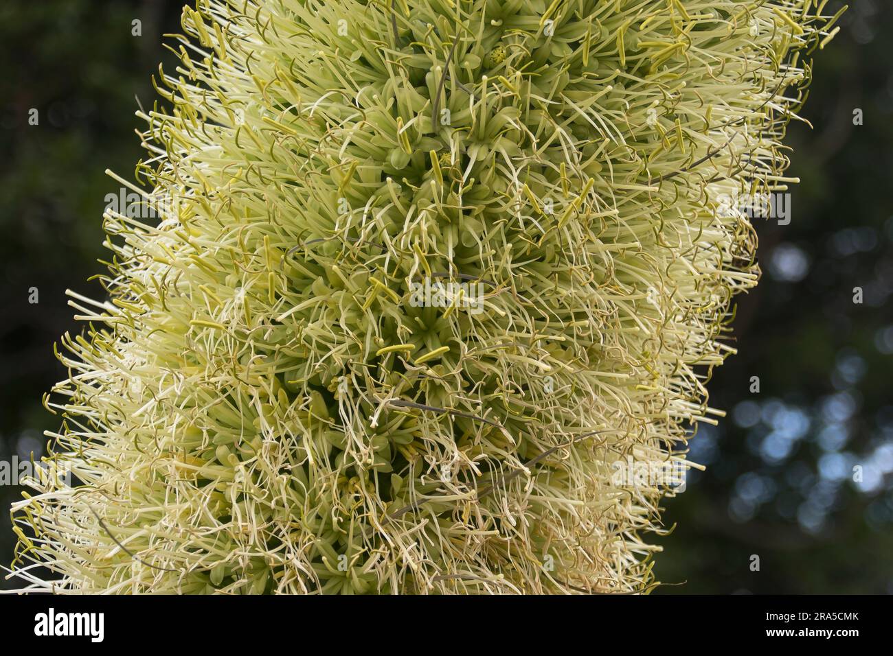 Gros plan de la fleur jaune crémeuse de l'agave attenuata, de l'agave de la queue de bœuf, en pleine floraison. Énorme tige de floraison dans le jardin australien en hiver. Banque D'Images