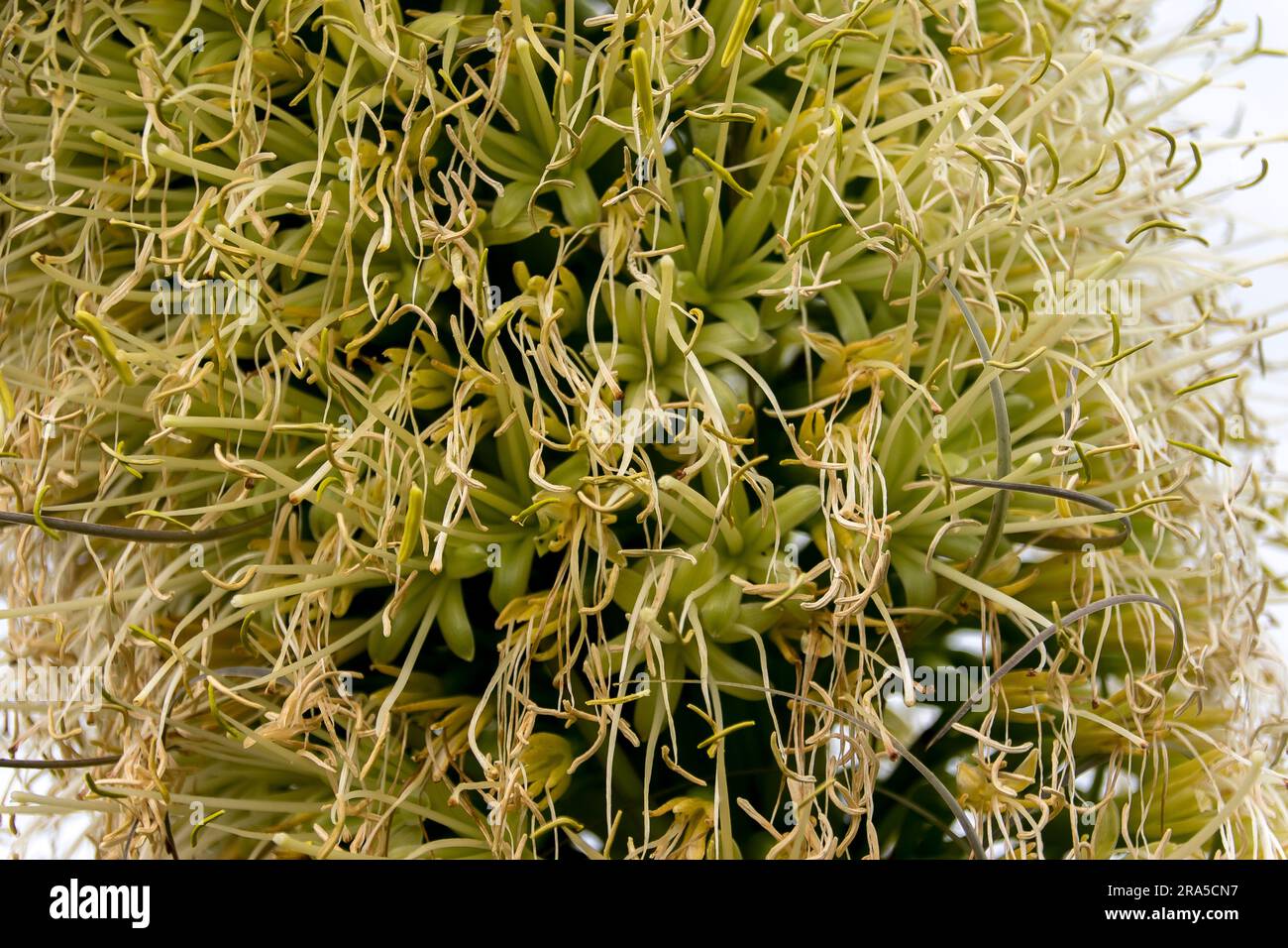 Gros plan de la fleur jaune crémeuse de l'agave attenuata, de l'agave de la queue de bœuf, juste après son meilleur. Les grains commencent à se former. Jardin australien en hiver. Banque D'Images