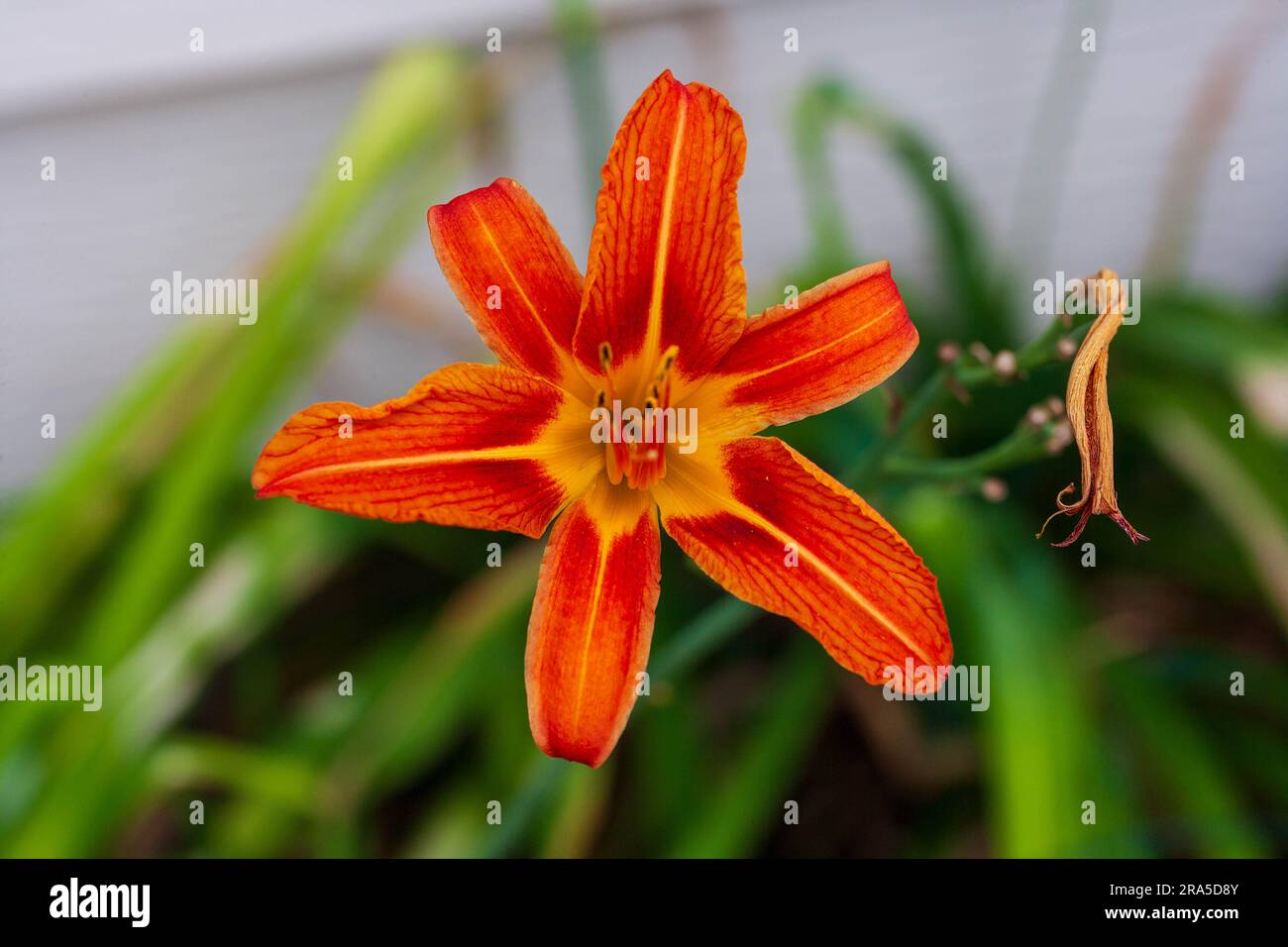 nouveau nénuphar orange à l'ombre, attendant un peu de soleil Banque D'Images