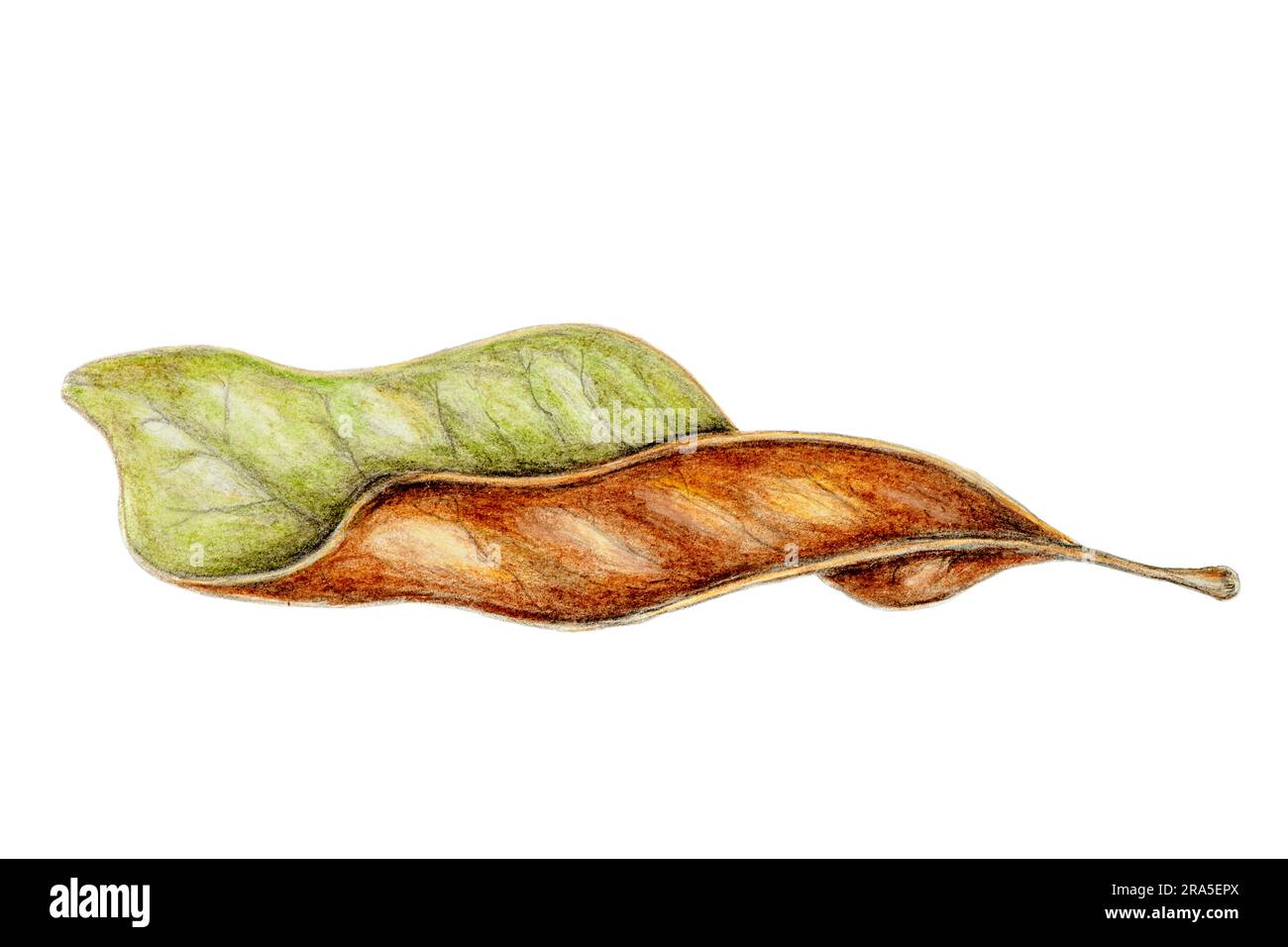 Isolé avec une feuille de magnolia isolée sur blanc. Banque D'Images